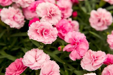 what flowers are called pinks